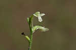 Small green wood orchid